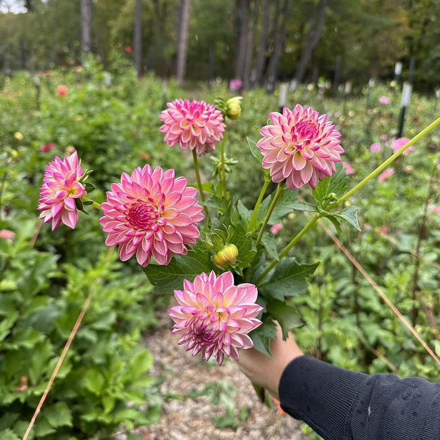 Valley Porcupine — Petal Creek Farm